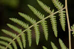 Torres' fern